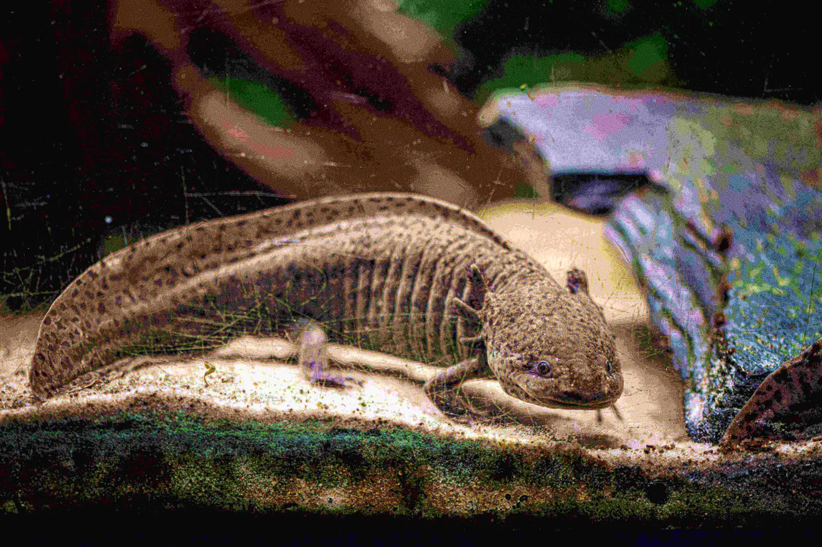 Aksolotl w akwarium